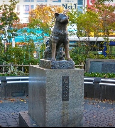 東京自由行 景點 忠犬八公 行程規劃